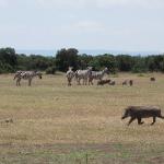 Warthogs in a hurry