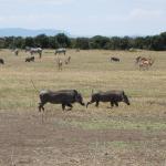 More warthogs.  Aren't they cute!