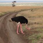 Male Ostrich