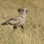 Secretary Bird