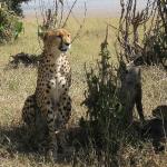 Cheetah mother guards her young